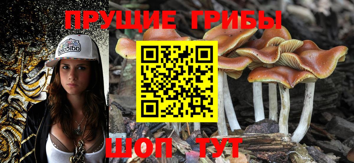 Псилоцибиновые грибы Psilocybine cubensis Сегежа
